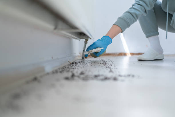 Wasp Removal Services in Joseph, OR